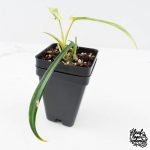 Philodendron Quercifolium 'Glad Hands' Variegated (wk28-UH) - Image 5