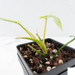 Philodendron Quercifolium 'Glad Hands' Variegated (wk28-UH) - Image 6