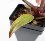 Philodendron 'Princess of Fire' (wk24-D) - Image 9