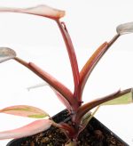 Philodendron 'Princess of Fire' (wk24-D) - Image 10