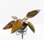 Philodendron 'Princess of Fire' (wk24-D)