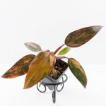 Philodendron 'Princess of Fire' (wk24-D)