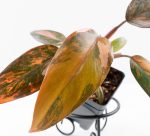 Philodendron 'Princess of Fire' (wk24-D) - Image 3