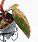 Philodendron 'Princess of Fire' (wk24-D) - Image 4