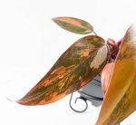Philodendron 'Princess of Fire' (wk24-D) - Image 7