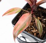 Philodendron 'Princess of Fire' (wk24-D) - Image 8