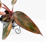 Philodendron 'Princess of Fire' (wk24-D) - Image 5