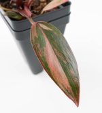 Philodendron 'Princess of Fire' (wk24-D) - Image 6