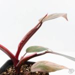 Philodendron 'Princess of Fire' (wk26-E) - Image 8