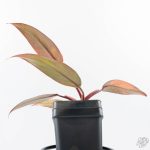 Philodendron 'Princess of Fire' (wk26-E) - Image 9