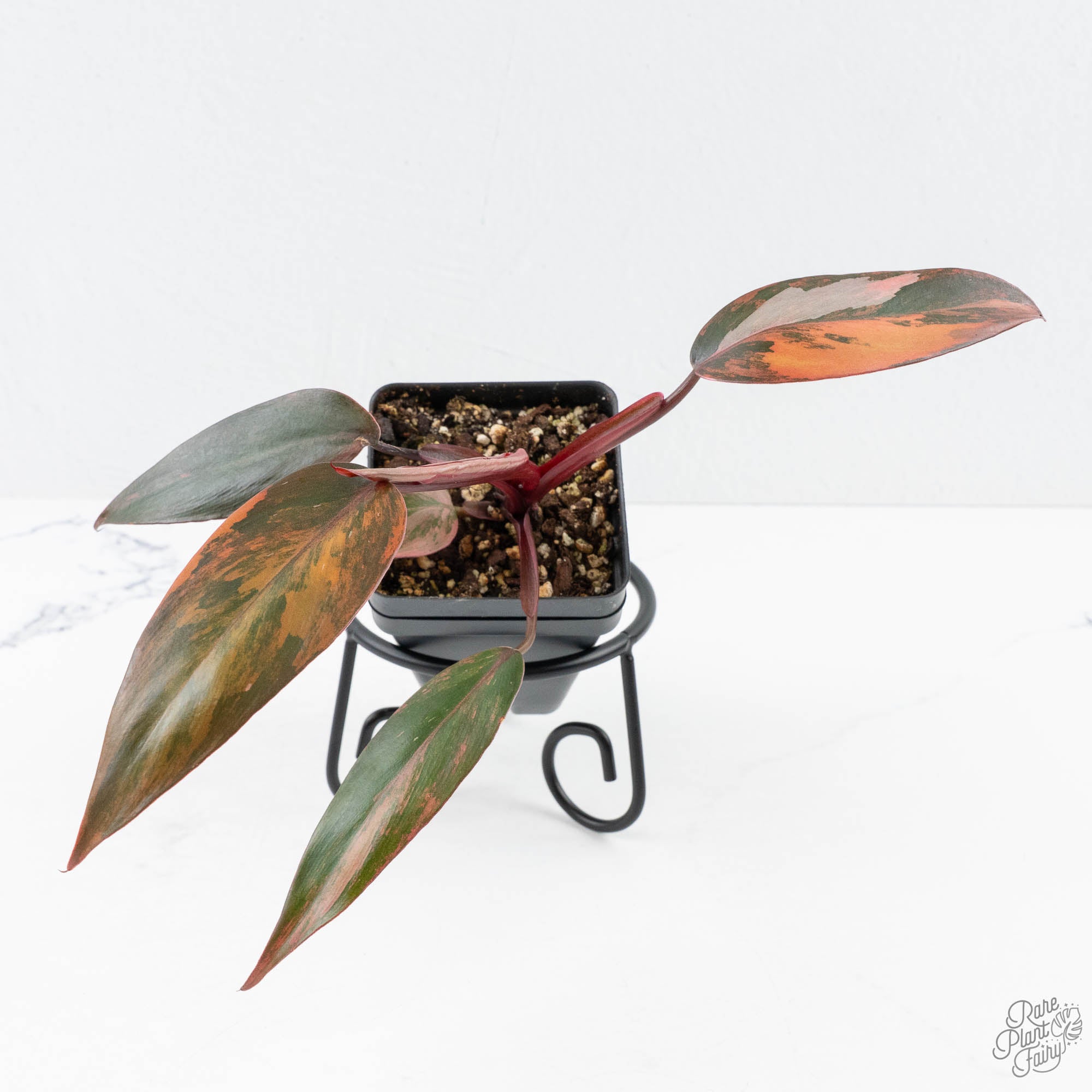 PhilodendronPrincessofFire-26E-3-2.jpg Philodendron 'Princess of Fire' (wk26-E) - Image 1