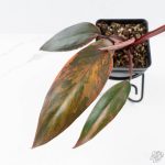 Philodendron 'Princess of Fire' (wk26-E) - Image 3