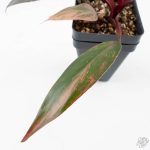 Philodendron 'Princess of Fire' (wk26-E) - Image 4