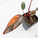 Philodendron 'Princess of Fire' (wk26-E) - Image 5