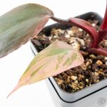 Philodendron 'Princess of Fire' (wk26-E) - Image 7