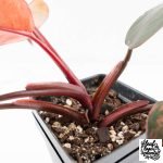 Philodendron 'Princess of Fire' (wk27-B) - Image 9