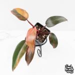 Philodendron 'Princess of Fire' (wk27-B)