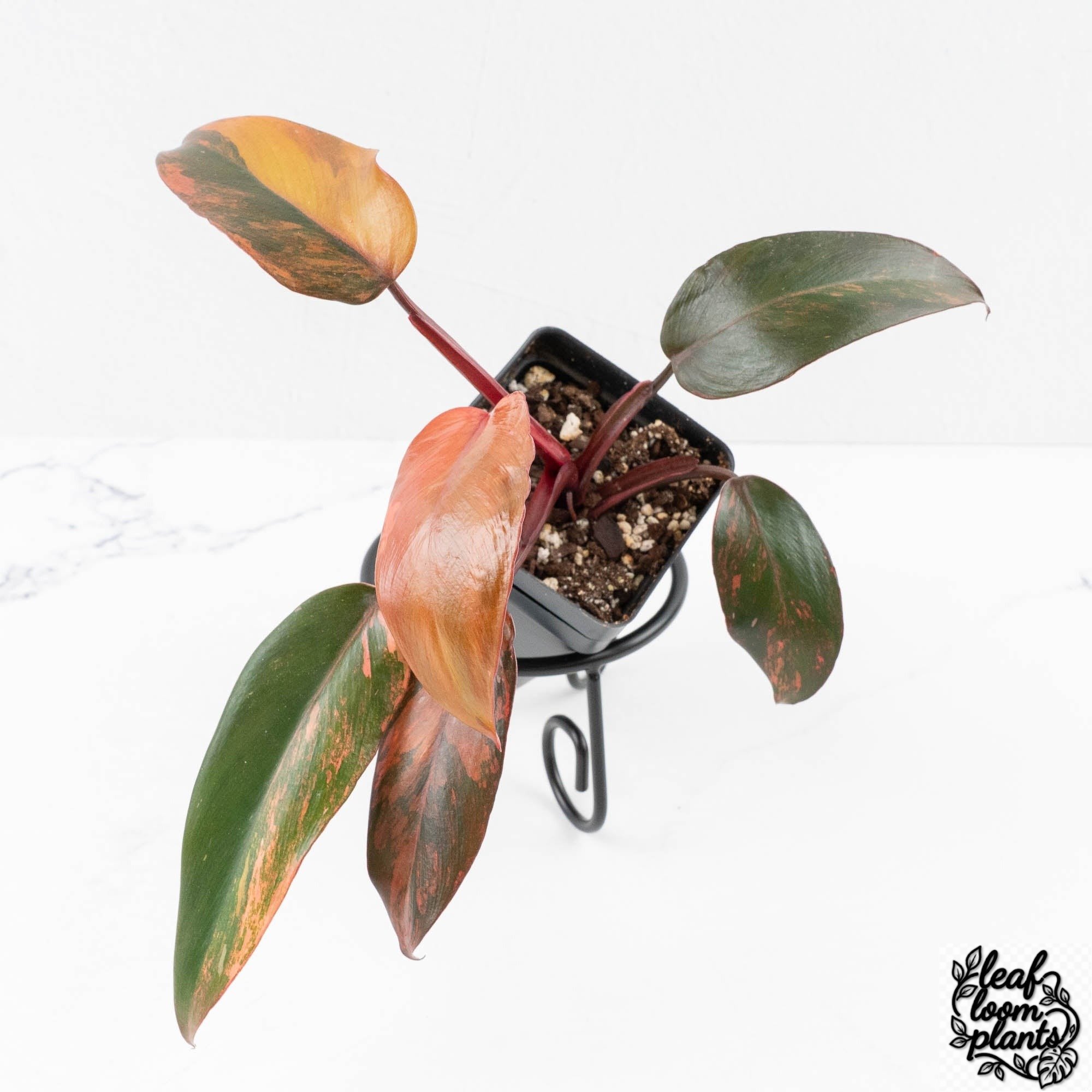 PhilodendronPrincessofFire-27B-3-2.jpg Clean Philodendron 'Princess of Fire' (wk27-B) - Image 1