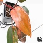 Philodendron 'Princess of Fire' (wk27-B) - Image 4