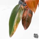 Philodendron 'Princess of Fire' (wk27-B) - Image 5