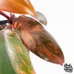 Philodendron 'Princess of Fire' (wk27-B) - Image 2