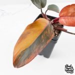 Philodendron 'Princess of Fire' (wk27-B) - Image 8