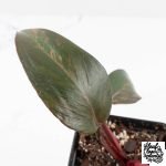 Philodendron 'Princess of Fire' (wk27-B) - Image 7