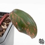 Philodendron 'Princess of Fire' (wk27-B) - Image 6