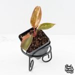 Philodendron 'Princess of Fire' (wk30-H)