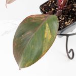 Philodendron Erubescens 'Skittles' ('White Knight Quadricolor') (wk30-UF) - Image 3