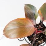 Philodendron Erubescens 'Skittles' ('White Knight Quadricolor') (wk30-UF) - Image 4