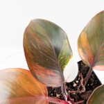 Philodendron Erubescens 'Skittles' ('White Knight Quadricolor') (wk30-UF) - Image 6