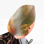 Philodendron Erubescens 'Skittles' ('White Knight Quadricolor') (wk30-UF) - Image 7