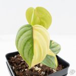Philodendron Sodiroi Variegated (wk24-C)