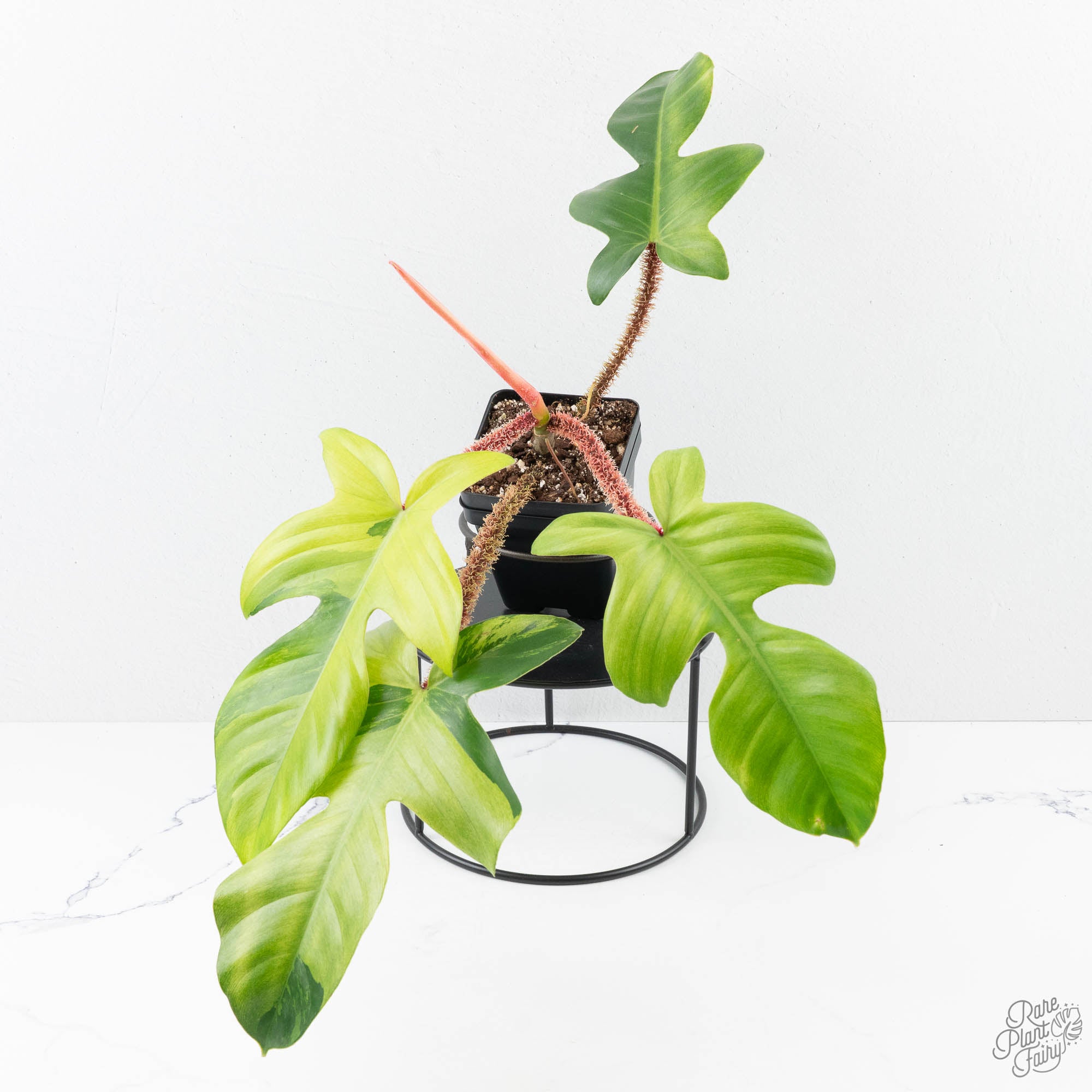 PhilodendronSquamiferumalbovariegated-25UE-3-2.jpg Philodendron Squamiferum Albo/Mint Variegated (wk25-UE) - Image 1