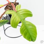 Philodendron Squamiferum Albo/Mint Variegated (wk25-UE) - Image 3
