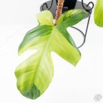 Philodendron Squamiferum Albo/Mint Variegated (wk25-UE) - Image 5