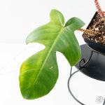Philodendron Squamiferum Albo/Mint Variegated (wk25-UE) - Image 6