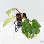 Philodendron Squamiferum Albo Variegated (wk27-UA) - Image 5