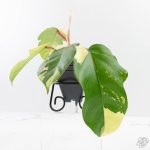 Philodendron Squamiferum Albo Variegated (wk27-UA) - Image 2