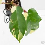 Philodendron Squamiferum Albo Variegated (wk27-UA) - Image 4