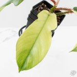 Philodendron Squamiferum Albo Variegated (wk27-UA) - Image 6