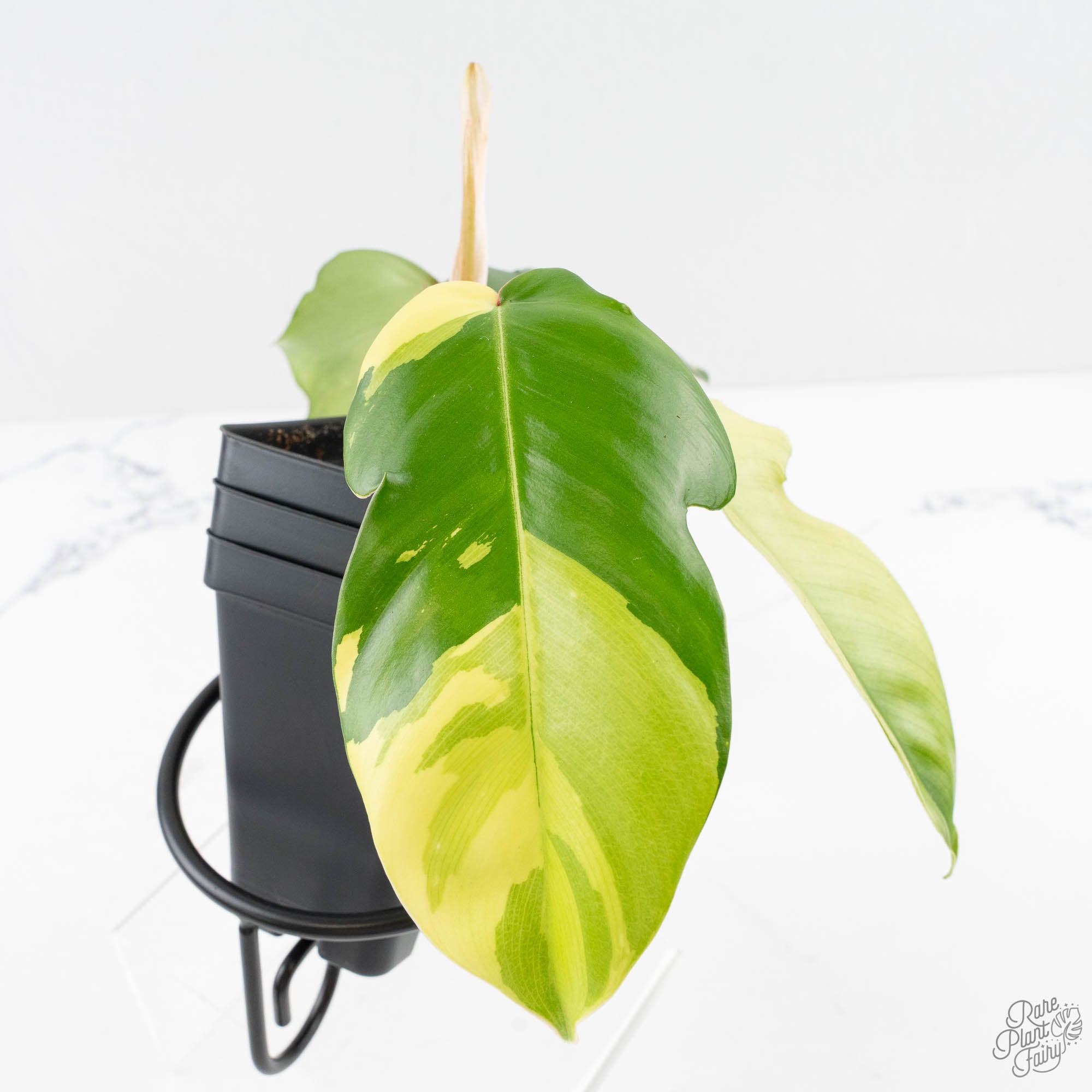 PhilodendronSquamiferumalbovariegated-27UA-7-2.jpg Philodendron Squamiferum Albo Variegated (wk27-UA) - Image 1