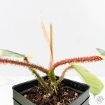 Philodendron Squamiferum Albo Variegated (wk27-UA) - Image 7