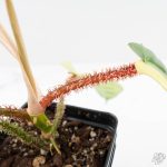 Philodendron Squamiferum Albo Variegated (wk27-UA) - Image 8
