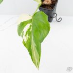 Philodendron warszewiczii albo variegated (wk29-UC) - Image 4