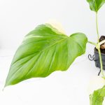 Philodendron warszewiczii albo variegated (wk29-UC) - Image 3