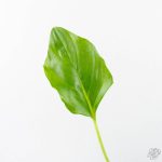 Philodendron warszewiczii albo variegated (wk29-UC) - Image 5