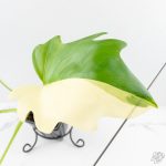 Philodendron warszewiczii albo variegated (wk29-UC) - Image 6