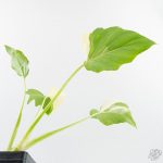 Philodendron warszewiczii albo variegated (wk29-UC) - Image 7